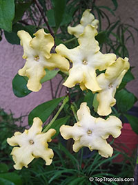 Brunfelsia americana, Lady of the night

Click to see full-size image