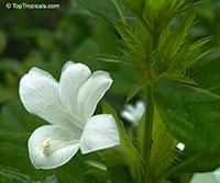Barleria cristata Alba, White Philippine violet

Click to see full-size image