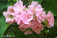 Dombeya elegans, Pink Cloud, Mahot Rose

Click to see full-size image