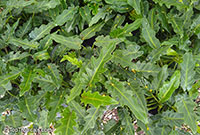 Philodendron xanadu, Philodendron

Click to see full-size image