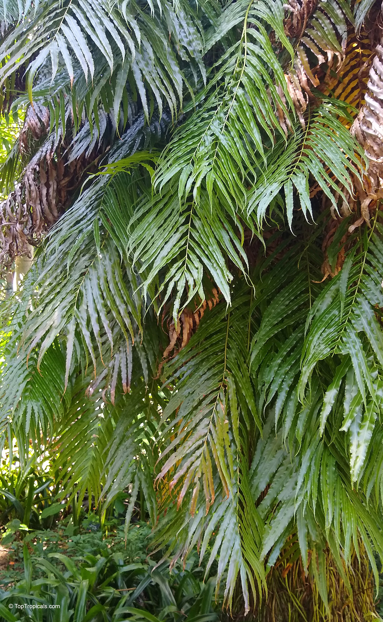 Stenochlaena tenuifolia (African Climbing Fern) with large arching green fronds Stenochlaena tenuifolia (African Climbing Fern) with large pinnate green fronds cascading from a tr