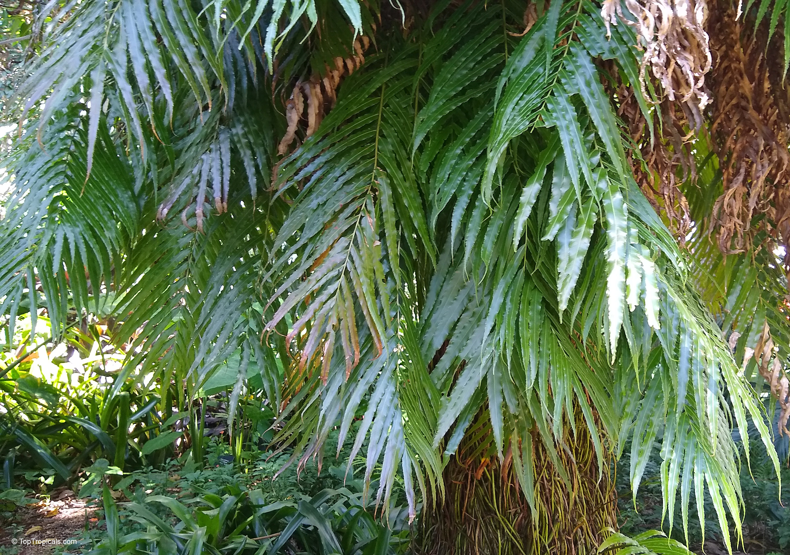 Stenochlaena tenuifolia (African Climbing Fern) displaying long cascading fronds. African Climbing Fern (Stenochlaena tenuifolia) forming a curtain of large pinnate fronds on a supp