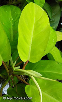 Philodendron 'Golden Goddess', Philodendron 'Golden Goddess'

Click to see full-size image