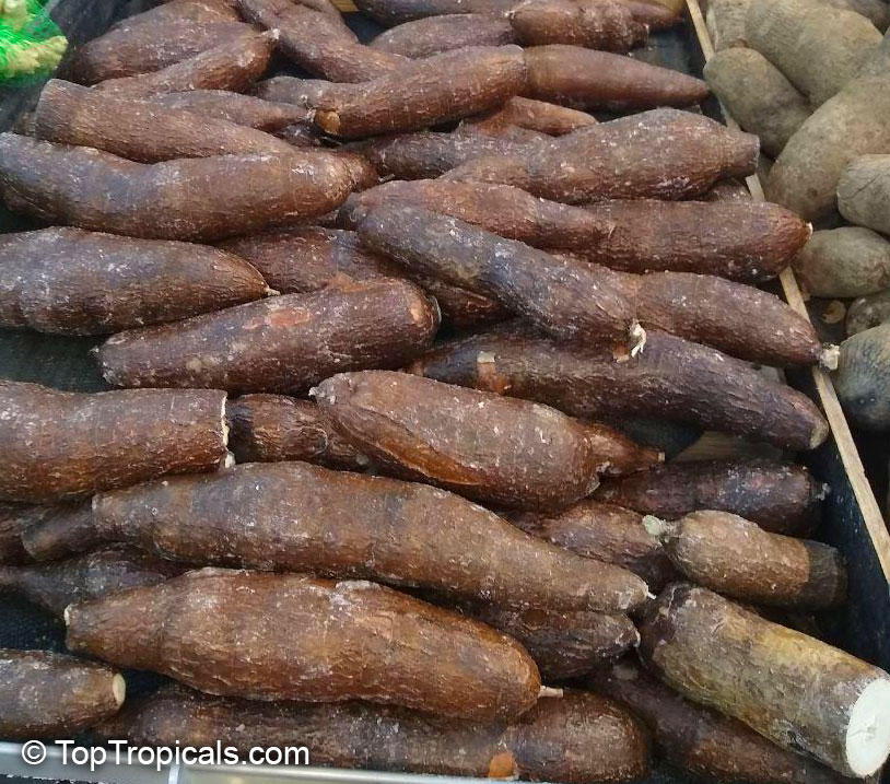 Yuca Root - Tapioca - Manihot, tubers