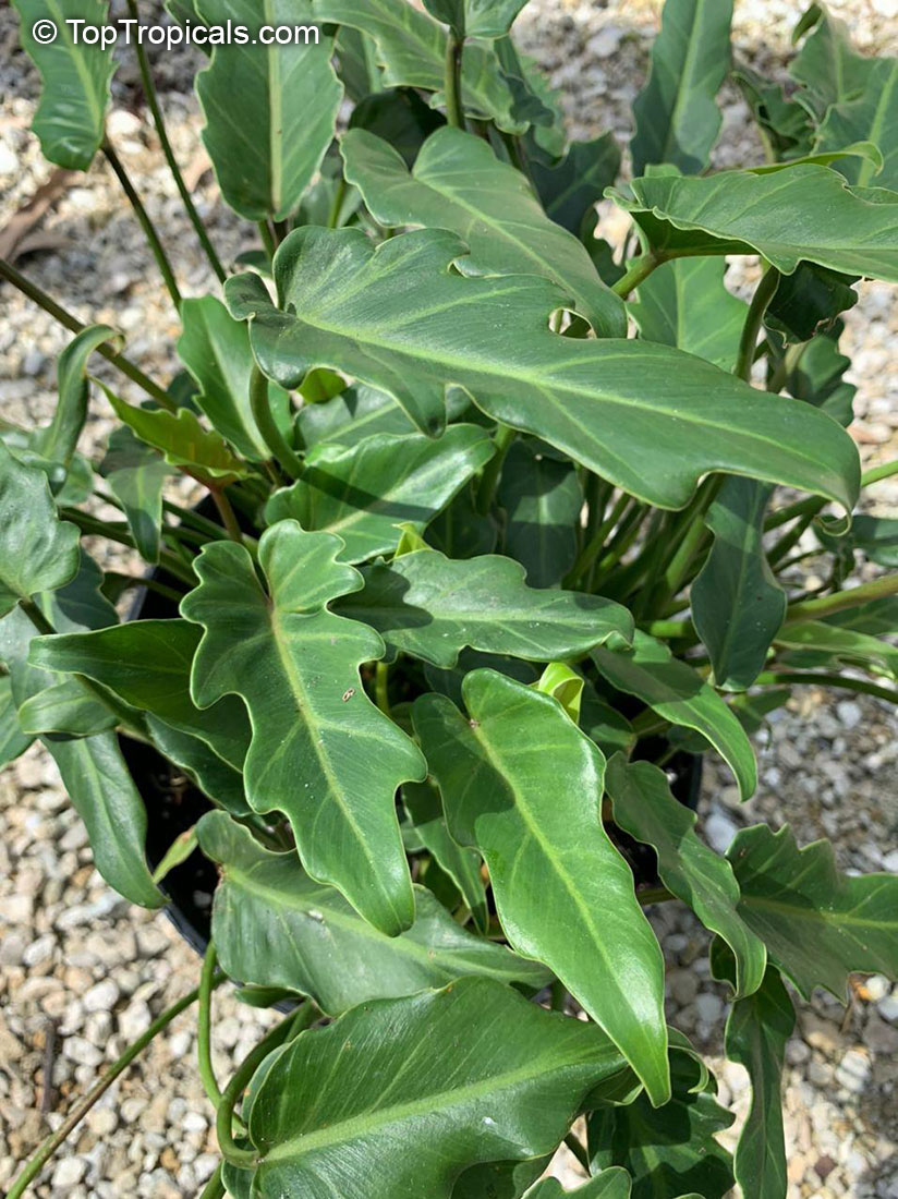 Philodendron xanadu, Thaumatophyllum xanadu, Philodendron