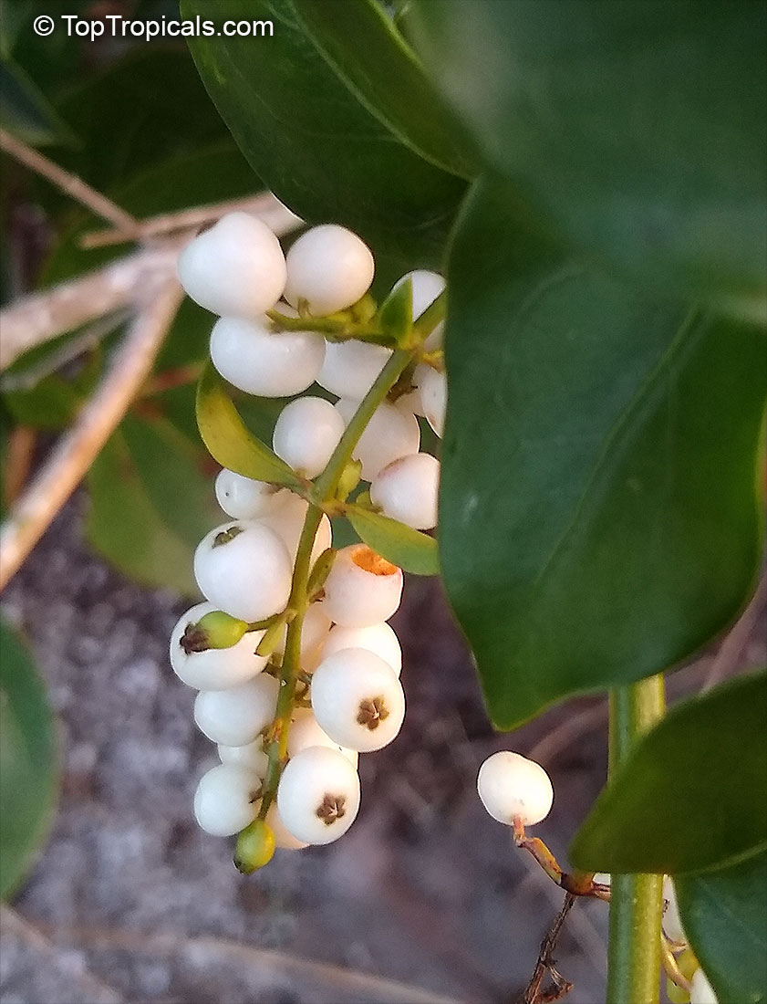 Chiococca alba, David's Milkberry, West Indian Milkberry, West Indian Snowberry