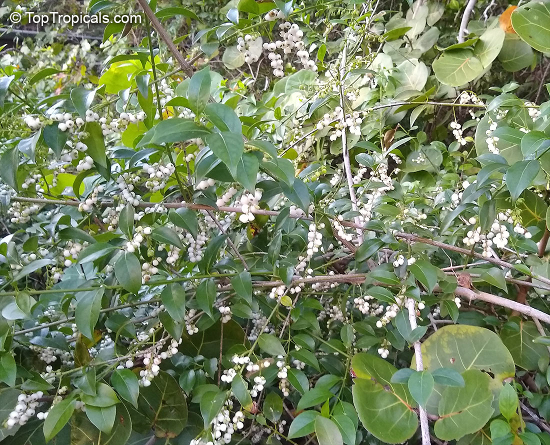 Chiococca alba, David's Milkberry, West Indian Milkberry, West Indian Snowberry