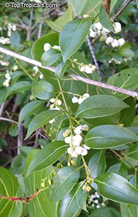 Chiococca alba, David's Milkberry, West Indian Milkberry, West Indian Snowberry

Click to see full-size image