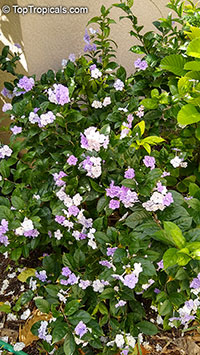 Brunfelsia australis, Brunfelsia bonodora, Brunfelsia latifolia, Yesterday-Today-and-Tomorrow
