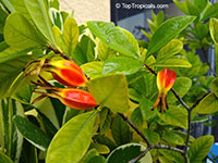 Gardenia jasminoides, Gardenia augusta, Bush Gardenia, Cape Jasmine, Bunga Cina

Click to see full-size image