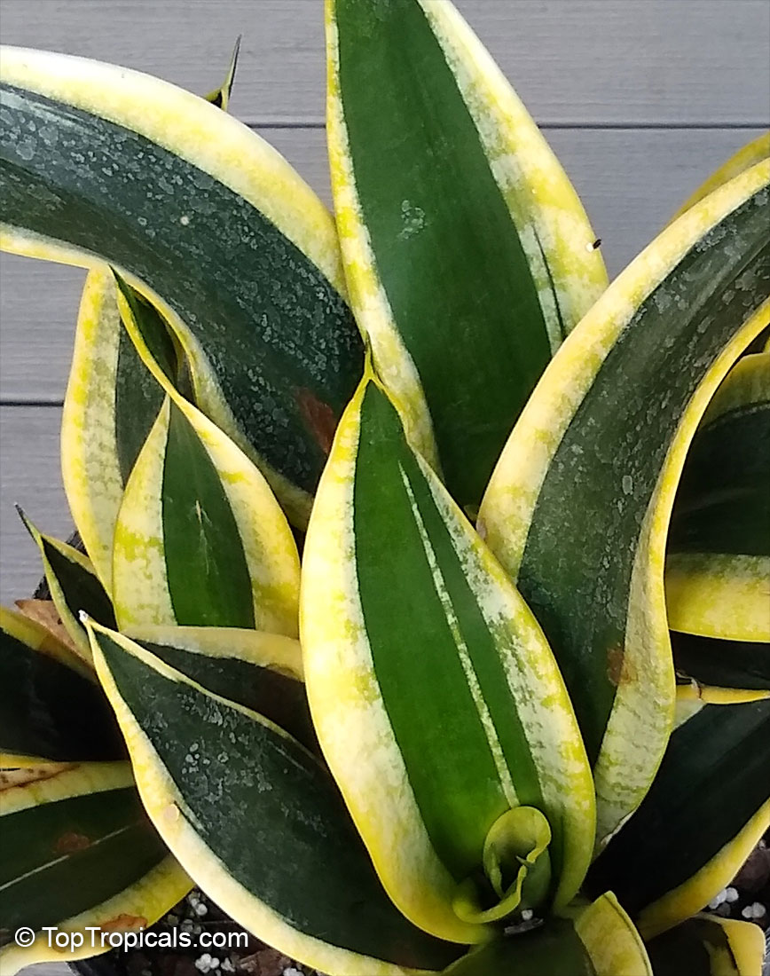 Sansevieria sp., Mother-in-law's Tongue, Devil's Tongue, Jinn's Tongue, Bow String Hemp, Snake Plant