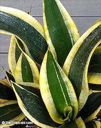 Sansevieria sp., Mother-in-law's Tongue, Devil's Tongue, Jinn's Tongue, Bow String Hemp, Snake Plant

Click to see full-size image