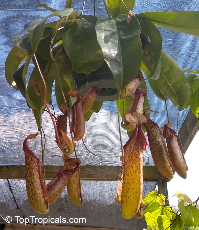 Nepenthes sp., Winged Nepenthes, Pitcher Plant, Monkey Cups