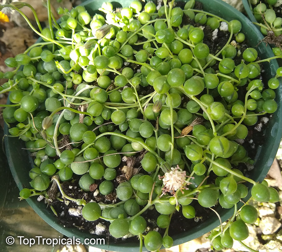 Curio rowleyanus, Senecio rowleyanus, String of peas, String of pearls, Bead Plant