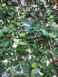 Ficus pumila, Ficus repens, Climbing Fig, Creeping Fig