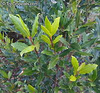 Laurus nobilis, Bay Leaf