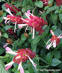 Justicia brandegeana Red, Red Shrimp Plant

Click to see full-size image