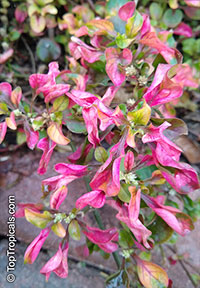 Alternanthera ficoidea, Calico Plant, Joseph's Coat, Joyweed

Click to see full-size image