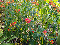 Euphorbia punicea, Jamaican Poinsettia

Click to see full-size image