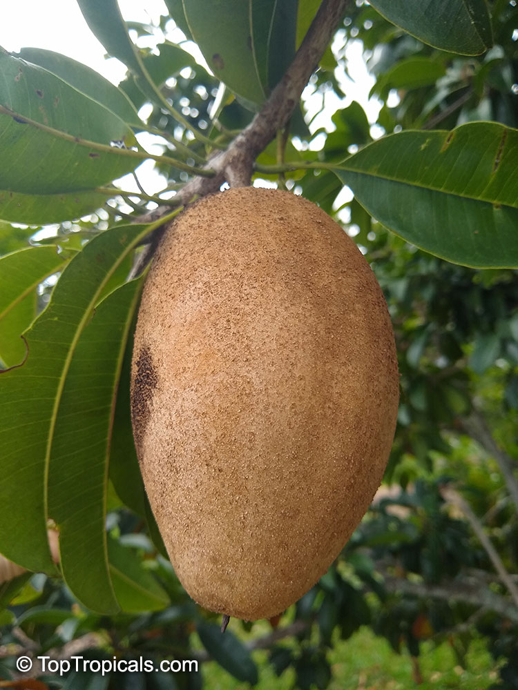 *UNCLE CHAN*10 seed giant Manilkara zapota Sapodilla Fruit Unique Tropical