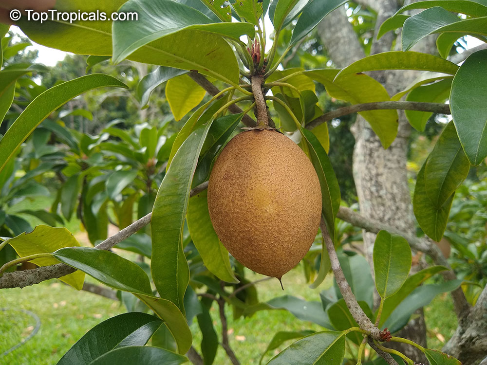 zumari 20 graines de fruits de Manilkara sapota 