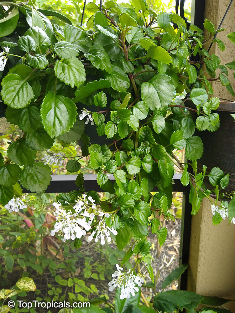 Plectranthus australis, Swedish Ivy