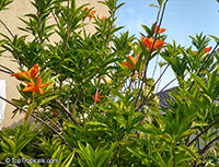 Erblichia odorata , Flor de Fuego, Butterfly Tree 

Click to see full-size image