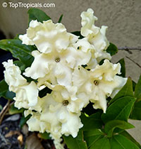 Brunfelsia gigantea, Lady of the Night

Click to see full-size image