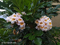Radermachera Kunming, Dwarf Tree Jasmine, Peep Thong

Click to see full-size image