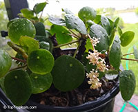 Pilea peperomioides, Chinese Money Plant, Missionary Plant, lefse Plant, Pancake Plant, UFO plant

Click to see full-size image