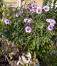 Ipomoea platensis, Ipomoea platense, Ipomoea lineariloba, Plata Ipomoea, Caudiciform Morning Glory

Click to see full-size image