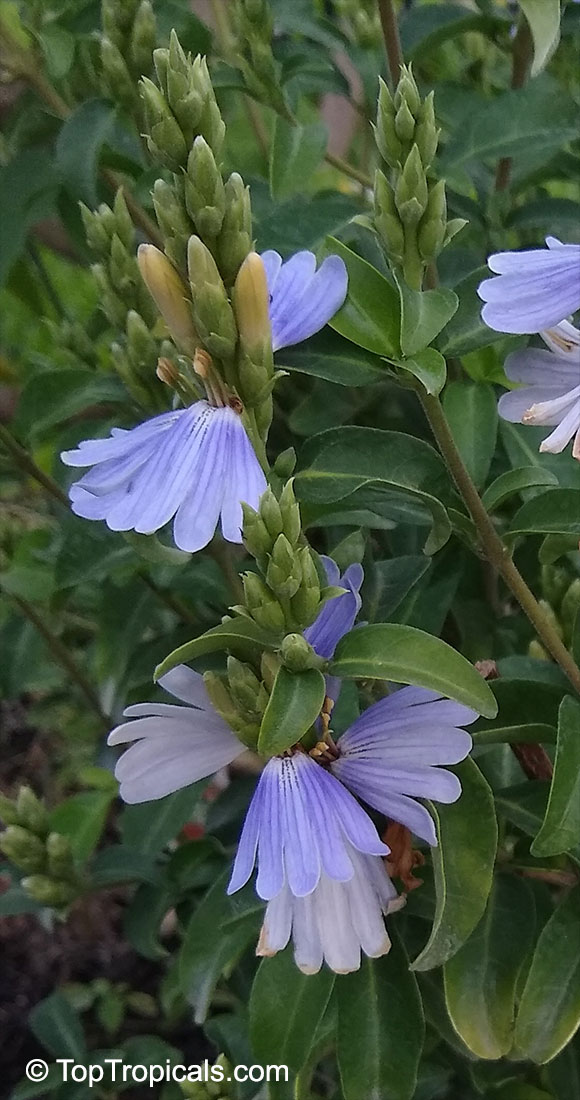 Sclerochiton harveyanus, Blue Lips, Mazabuka