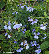 Sclerochiton harveyanus, Blue Lips, Mazabuka

Click to see full-size image