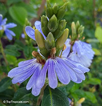 Sclerochiton harveyanus, Blue Lips, Mazabuka

Click to see full-size image