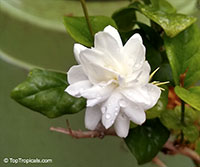 Jasminum sambac 'Gundu malli'

Click to see full-size image