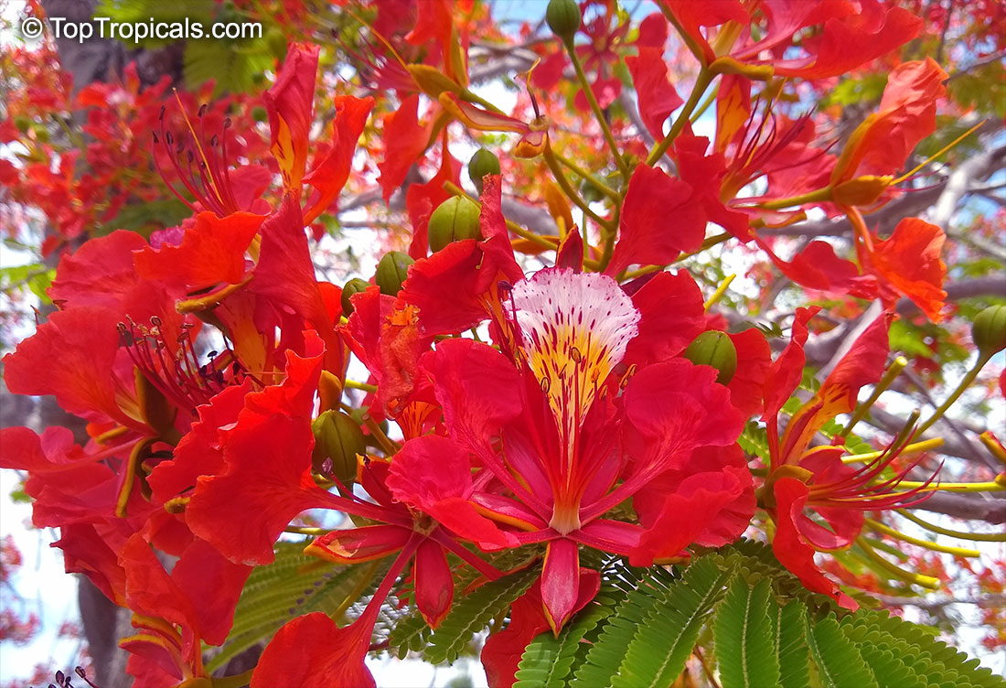 Royal Poinciana tree flowers