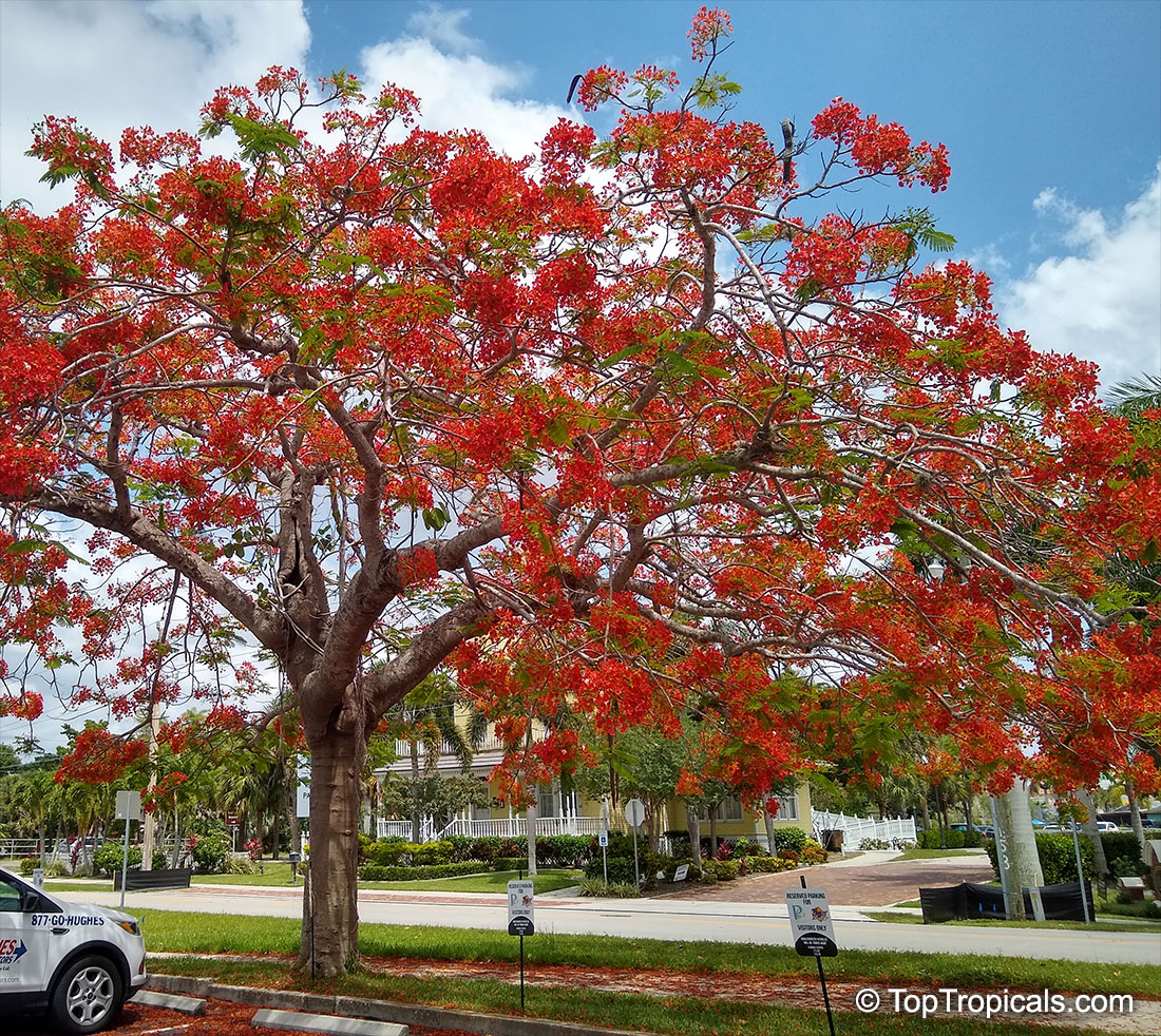 Royal poinciana, Flamboyant tree, Delonix regia