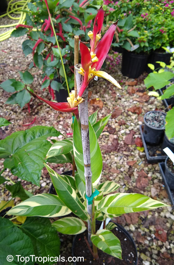 Heliconia psittacorum, Bihai psittacorum, Parrot's heliconia, Heliconia, Parakeet Flower. Heliconia psittacorum Variegated 'Lady Di'