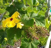 Uncarina grandidieri, Harpagophytum grandidieri, Mouse trap tree, Succulent Sesame