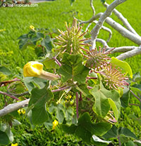Uncarina grandidieri, Harpagophytum grandidieri, Mouse trap tree, Succulent Sesame

Click to see full-size image