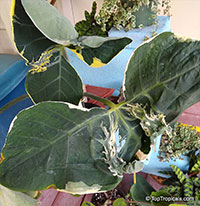 Xanthosoma albomarginata, Xanthosoma atrovirens albomarginata, Mickey Mouse Taro, Mouse Cup, Pocket Plant

Click to see full-size image