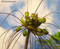 Tacca leontopetaloides, Green Bat Flower, Polynesian Arrowroot

Click to see full-size image
