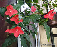 Ruellia affinis, Ruellia elegans, Red Ruellia, Flower of Caipora, Rio Red Ragin Cajin Ruellia

Click to see full-size image