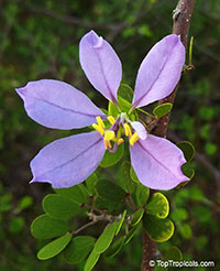 Bauhinia grandidieri, Dwarf Orchid Tree, Dwarf Blue Orchid Tree 

Click to see full-size image