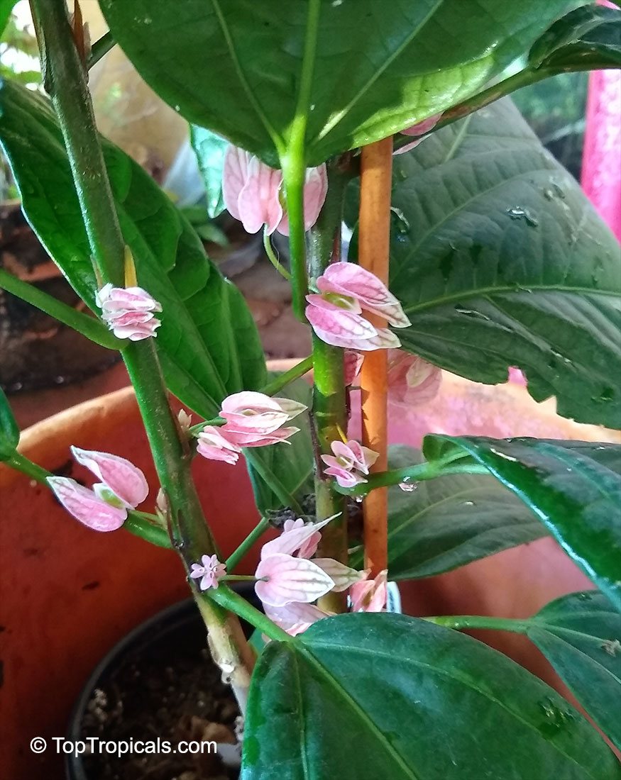 Pavonia strictiflora, Goethea strictiflora, Goethea cauliflora, Goethea