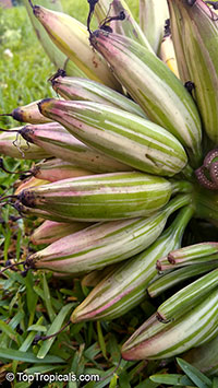 Musa x paradisiaca Ae Ae, Royal Variegated Banana, Variegated Hawaiian Banana, Sacred Banana, Ae Ae Hybrid Plantain Banana

Click to see full-size image
