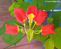 Bauhinia madagascariensis, Red Butterfly Orchid Tree

Click to see full-size image