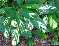 Ctenanthe lubbersiana, Bamburanta, Never-Never Plant

Click to see full-size image