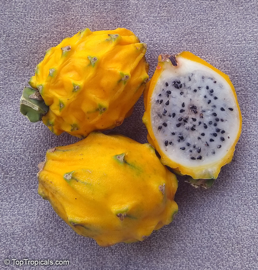 orange dragon fruit