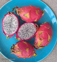 Hylocereus sp., Pitaya, Pitahaya, Dragon Fruit, Strawberry Pear